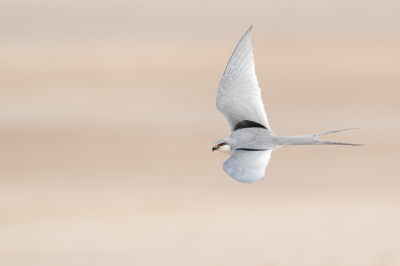 <i class='fa fa-user'></i> pjvantuil |   Afrikaanse Zwaluwstaartwouw  <i class='fa fa-eye'> 402</i>  <i class='fa fa-thumbs-up'> 18</i>   <i class='fa fa-comment-o'> 10</i>