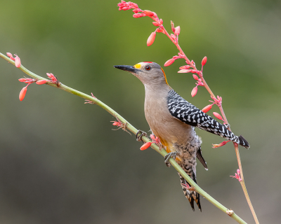 <i class='fa fa-user'></i> GeneGwin |   Goudvoorhoofdspecht  <i class='fa fa-eye'> 261</i>  <i class='fa fa-thumbs-up'> 11</i>   <i class='fa fa-comment-o'> 7</i>