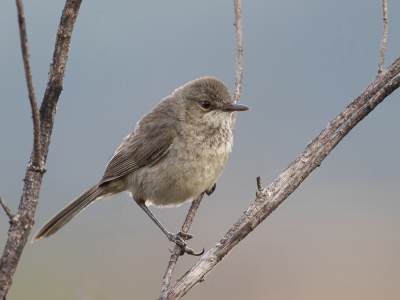 <i class='fa fa-user'></i> Paul van Giersbergen |   Madagaskarrietzanger  <i class='fa fa-eye'> 152</i>   <i class='fa fa-comment-o'> 1</i>