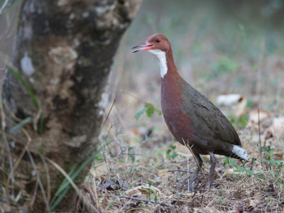 <i class='fa fa-user'></i> Paul van Giersbergen |   Witkeelral  <i class='fa fa-eye'> 169</i>   <i class='fa fa-comment-o'> 2</i>