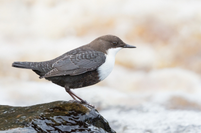 <i class='fa fa-user'></i> keesvanderklauw |   Waterspreeuw  <i class='fa fa-eye'> 318</i>  <i class='fa fa-thumbs-up'> 5</i>   <i class='fa fa-comment-o'> 8</i>