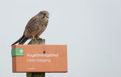 Ik bewaak hier het gebied. Niet betreden dus. Er was een drukte van belang in de polder. Fijn dat dit torenvalkje meewerkte en bleef zitten.