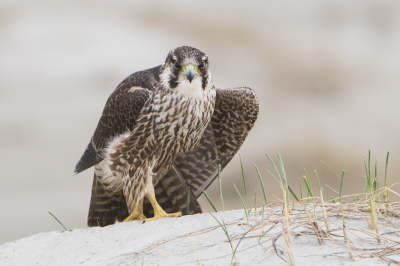 <i class='fa fa-user'></i> martin lok |   Slechtvalk  <i class='fa fa-eye'> 447</i>  <i class='fa fa-thumbs-up'> 7</i>   <i class='fa fa-comment-o'> 10</i>