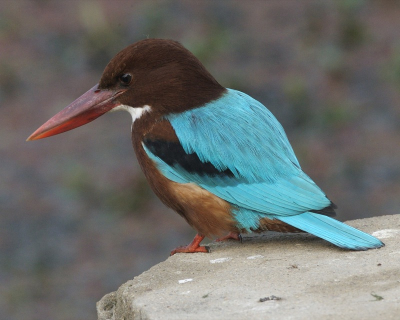 IJsvogel gemaakt aan waterkant mooie foto het was mooi weer, blauwe lucht is scherp.