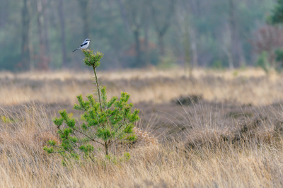 Een week later ben ik weer terug gegaan naar de klapekster (zie mijn andere upload), met als doel om de klapekster in het landschap te fotograferen. Misschien makkelijker, maar zelf vind ik deze foto mooier dan die van dichtbij.