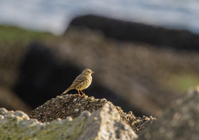 Ik ben wat aan het spelen met meer diepte in mijn vogelfoto's. Deze Oeverpieper wilde tot mijn verrassing wel meewerken, door (uiteraard maar heel eventjes) precies op het goede plekje te gaan zitten. Door de onscherpe voor- en achtergrond en het magere zonnetje, dat net even tevoorschijn kwam, ook precies op de juiste plek, springt de Oeverpieper er lekker uit.