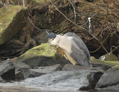 Deze foto opnieuw geplaats de breedte en hoogte aangepast op aanraden van.
Kwak werd al een paar dagen gemeld, rustig op de kade gaan zitten en wachten op actie