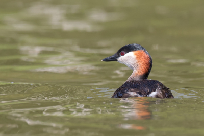<i class='fa fa-user'></i> Paul van Giersbergen |   Pelzelns Dodaars  <i class='fa fa-eye'> 268</i>  <i class='fa fa-thumbs-up'> 8</i>   <i class='fa fa-comment-o'> 3</i>