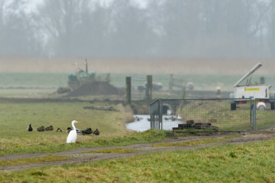 Af en toe kijk ik naar deze foto met de vraag, upload ik hem naar BP. Het is natuurlijk een rommeltje daar, maar wel leuk om de zilverreiger daartussen te zien staan.