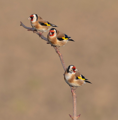 <i class='fa fa-user'></i> Celly |   Putter  <i class='fa fa-eye'> 540</i>  <i class='fa fa-thumbs-up'> 26</i>   <i class='fa fa-comment-o'> 11</i>