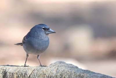 <i class='fa fa-user'></i> ko katsman |   Blauwe Vink  <i class='fa fa-eye'> 216</i>  <i class='fa fa-thumbs-up'> 2</i>   <i class='fa fa-comment-o'> 5</i>