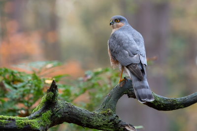 <i class='fa fa-user'></i> MarcVA |   Sperwer  <i class='fa fa-eye'> 293</i>  <i class='fa fa-thumbs-up'> 8</i>   <i class='fa fa-comment-o'> 7</i>