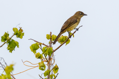 <i class='fa fa-user'></i> Louis56 |   Vale Buulbuul  <i class='fa fa-eye'> 135</i>   <i class='fa fa-comment-o'> 0</i>