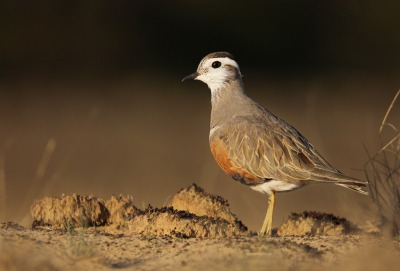 <i class='fa fa-user'></i> thijsglastra |   Morinelplevier  <i class='fa fa-eye'> 406</i>  <i class='fa fa-thumbs-up'> 16</i>   <i class='fa fa-comment-o'> 13</i>