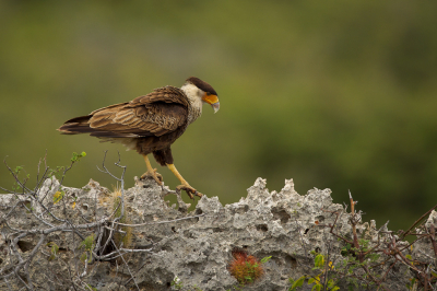 <i class='fa fa-user'></i> Tjballe |   Noordelijke Kuifcaracara  <i class='fa fa-eye'> 197</i>  <i class='fa fa-thumbs-up'> 2</i>   <i class='fa fa-comment-o'> 2</i>