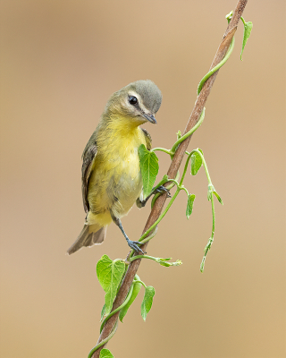 <i class='fa fa-user'></i> GeneGwin |   Philadelphiavireo  <i class='fa fa-eye'> 215</i>  <i class='fa fa-thumbs-up'> 4</i>   <i class='fa fa-comment-o'> 4</i>