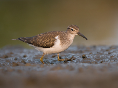 <i class='fa fa-user'></i> Vincent Vuik |   Oeverloper  <i class='fa fa-eye'> 379</i>  <i class='fa fa-thumbs-up'> 19</i>   <i class='fa fa-comment-o'> 15</i>