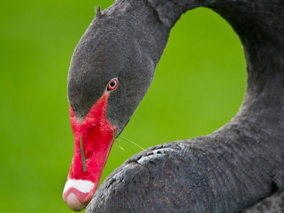 <i class='fa fa-user'></i> gras4711 |   Zwarte Zwaan  <i class='fa fa-eye'> 256</i>  <i class='fa fa-thumbs-up'> 4</i>   <i class='fa fa-comment-o'> 12</i>