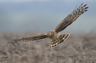 <i class='fa fa-user'></i> Johan G |   Blauwe Kiekendief  <i class='fa fa-eye'> 535</i>  <i class='fa fa-thumbs-up'> 34</i>   <i class='fa fa-comment-o'> 10</i>