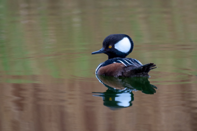 <i class='fa fa-user'></i> Froggies |   Kokardezaagbek  <i class='fa fa-eye'> 305</i>  <i class='fa fa-thumbs-up'> 1</i>   <i class='fa fa-comment-o'> 3</i>