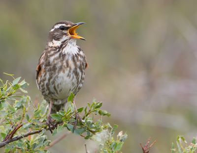 <i class='fa fa-user'></i> Alfred Berkhof |   Koperwiek  <i class='fa fa-eye'> 385</i>  <i class='fa fa-thumbs-up'> 15</i>   <i class='fa fa-comment-o'> 9</i>