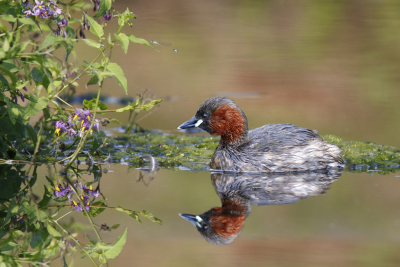 <i class='fa fa-user'></i> Gejo Wassink |   Dodaars  <i class='fa fa-eye'> 382</i>  <i class='fa fa-thumbs-up'> 19</i>   <i class='fa fa-comment-o'> 17</i>