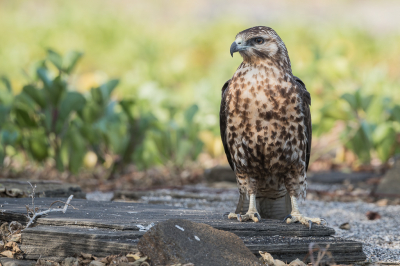 Deze juveniele Galpagosbuizerd stoorde zich tijdens de jacht geen moment aan de aanwezige toeristen, zodat dit portret eenvoudig te maken was.