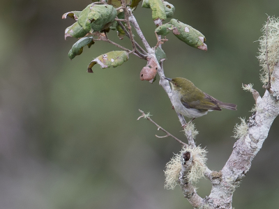<i class='fa fa-user'></i> Paul van Giersbergen |   Groene Jery  <i class='fa fa-eye'> 140</i>   <i class='fa fa-comment-o'> 1</i>