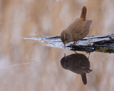 <i class='fa fa-user'></i> Jurgen Maassen |   Winterkoning  <i class='fa fa-eye'> 291</i>  <i class='fa fa-thumbs-up'> 10</i>   <i class='fa fa-comment-o'> 4</i>
