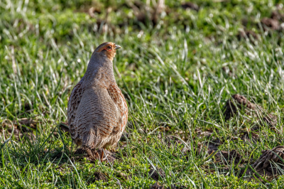 Tussen de buien scheen even de zon en zag ik een koppeltje patrijzen zitten waarvan ik het mannetje heb gefotografeerd.