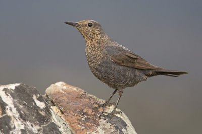 <i class='fa fa-user'></i> Luc Meert |   Blauwe Rotslijster  <i class='fa fa-eye'> 316</i>  <i class='fa fa-thumbs-up'> 4</i>   <i class='fa fa-comment-o'> 3</i>