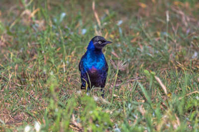 <i class='fa fa-user'></i> Louis56 |   Prachtglansspreeuw  <i class='fa fa-eye'> 197</i>   <i class='fa fa-comment-o'> 1</i>