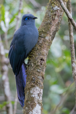 <i class='fa fa-user'></i> Paul van Giersbergen |   Blauwe Coua  <i class='fa fa-eye'> 201</i>  <i class='fa fa-thumbs-up'> 4</i>   <i class='fa fa-comment-o'> 4</i>