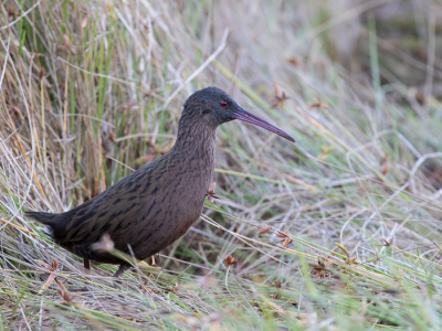 <i class='fa fa-user'></i> Paul van Giersbergen |   Madagaskarwaterral  <i class='fa fa-eye'> 208</i>  <i class='fa fa-thumbs-up'> 7</i>   <i class='fa fa-comment-o'> 4</i>