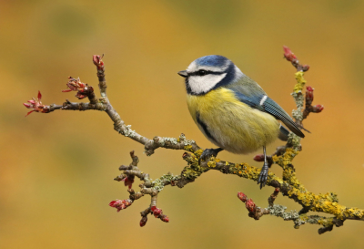 <i class='fa fa-user'></i> Rob_Groosjohan |   Pimpelmees  <i class='fa fa-eye'> 295</i>  <i class='fa fa-thumbs-up'> 13</i>   <i class='fa fa-comment-o'> 5</i>