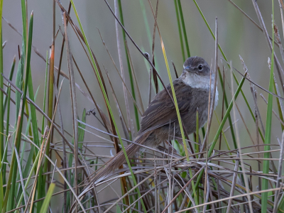 <i class='fa fa-user'></i> Paul van Giersbergen |   Madagaskargrasvogel  <i class='fa fa-eye'> 169</i>   <i class='fa fa-comment-o'> 0</i>
