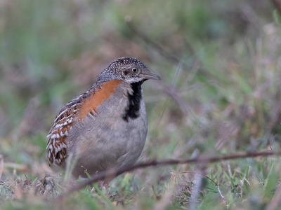 <i class='fa fa-user'></i> Paul van Giersbergen |   Madagaskarvechtkwartel  <i class='fa fa-eye'> 228</i>   <i class='fa fa-comment-o'> 2</i>