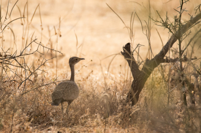 <i class='fa fa-user'></i> pjvantuil |   Sahelkuiftrap  <i class='fa fa-eye'> 228</i>  <i class='fa fa-thumbs-up'> 9</i>   <i class='fa fa-comment-o'> 7</i>