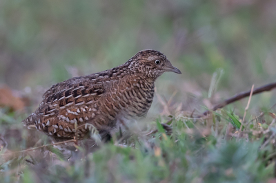 <i class='fa fa-user'></i> Paul van Giersbergen |   Madagaskarvechtkwartel  <i class='fa fa-eye'> 174</i>  <i class='fa fa-thumbs-up'> 1</i>   <i class='fa fa-comment-o'> 1</i>