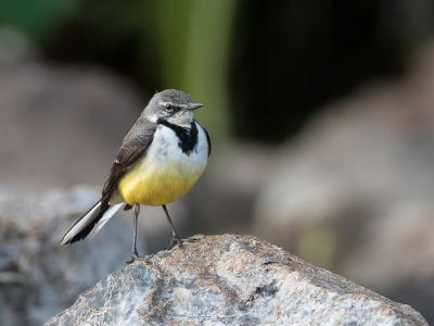 <i class='fa fa-user'></i> Paul van Giersbergen |   Madagaskarkwikstaart  <i class='fa fa-eye'> 186</i>   <i class='fa fa-comment-o'> 1</i>