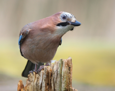 <i class='fa fa-user'></i> corvanspijk |   Gaai  <i class='fa fa-eye'> 223</i>  <i class='fa fa-thumbs-up'> 8</i>   <i class='fa fa-comment-o'> 13</i>