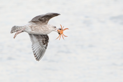 <i class='fa fa-user'></i> Hans Overduin |   Zilvermeeuw  <i class='fa fa-eye'> 518</i>  <i class='fa fa-thumbs-up'> 31</i>   <i class='fa fa-comment-o'> 23</i>