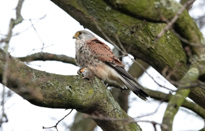 Torenvalk met net geslagen muis , uit de hand genomen en in alle rust opgegeten met huid en haar.