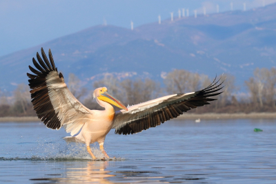 <i class='fa fa-user'></i> honderwa |   Roze Pelikaan  <i class='fa fa-eye'> 327</i>  <i class='fa fa-thumbs-up'> 3</i>   <i class='fa fa-comment-o'> 6</i>