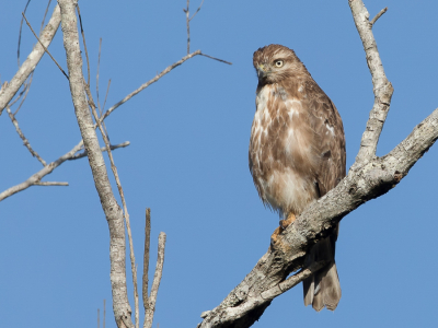 <i class='fa fa-user'></i> Paul van Giersbergen |   Madagaskarbuizerd  <i class='fa fa-eye'> 178</i>   <i class='fa fa-comment-o'> 3</i>