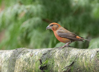 Afgelopen zaterdag een dagje in een boshut verbracht. Ondanks het natte weer, kwam deze Kruisbek ook een kijkje nemen.

Snel slokje genomen en weg was ie weer.

Grondstatief met schommelkop.