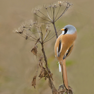 <i class='fa fa-user'></i> keesvanderklauw |   Baardman  <i class='fa fa-eye'> 428</i>  <i class='fa fa-thumbs-up'> 28</i>   <i class='fa fa-comment-o'> 12</i>