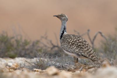 <i class='fa fa-user'></i> Rijn Bcude |   Westelijke Kraagtrap  <i class='fa fa-eye'> 376</i>  <i class='fa fa-thumbs-up'> 23</i>   <i class='fa fa-comment-o'> 10</i>