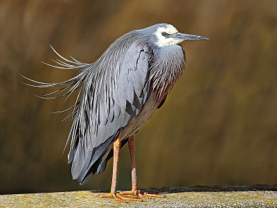 Deze is gemaakt bij de Duindoornplas wachtend op een visje het is koud weer.
Ik vind het een leuke opname, zo die Reiger
