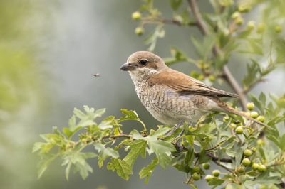 <i class='fa fa-user'></i> Bert Ooms |   Grauwe Klauwier  <i class='fa fa-eye'> 363</i>  <i class='fa fa-thumbs-up'> 18</i>   <i class='fa fa-comment-o'> 10</i>